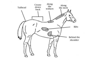 equine tip body conditioning horse